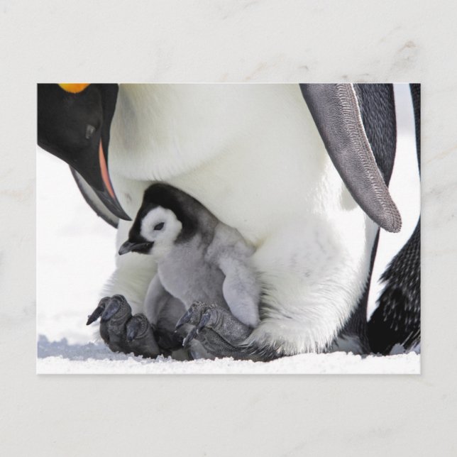 Postal Emperador Penguin | Isla de las Colinas de Nieve (Anverso)