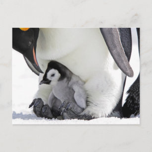 Postal Emperador Penguin   Isla de las Colinas de Nieve