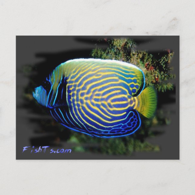 Postal Emporer Angelfish (Anverso)