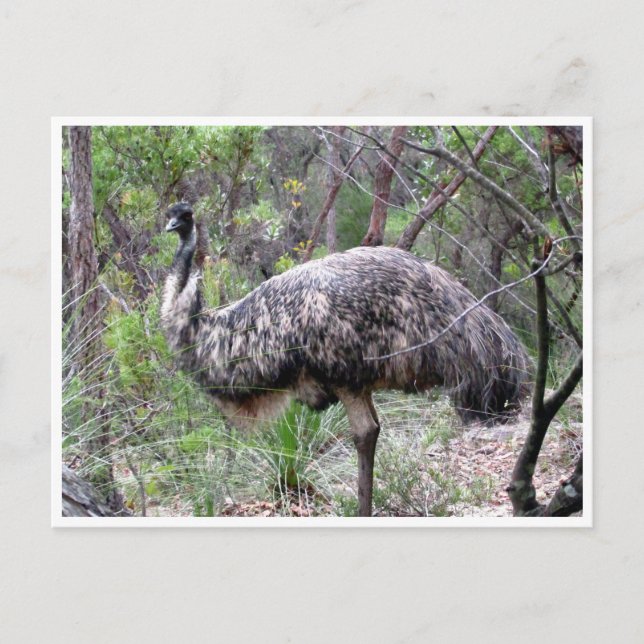 Postal emu (Anverso)