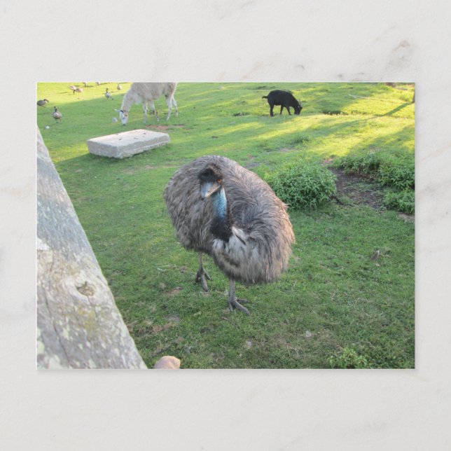 Postal Emu (Anverso)