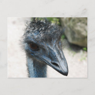 Postal Emu Bird Lookin