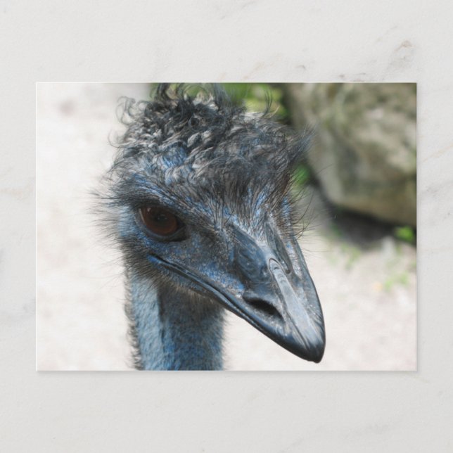 Postal Emu Bird Lookin (Anverso)