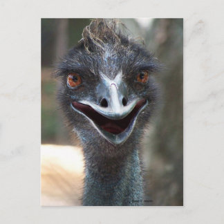 Postal ¡Emu dice HI! Foto de los ojos marrones grandes co