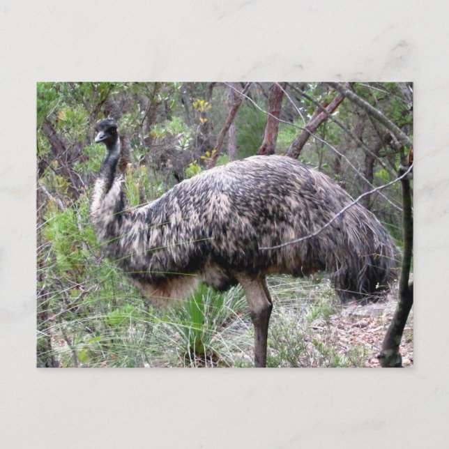 Postal emu salvaje (Anverso)