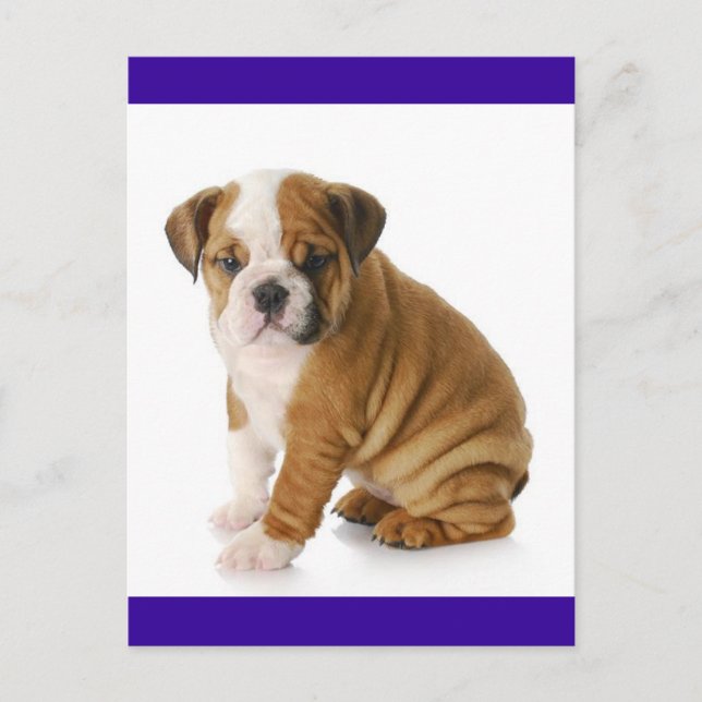 Postal en blanco azul del perro de cachorro Bulldo (Anverso)