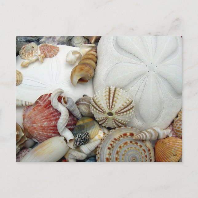 Postal en blanco de dos dólares de arena (Anverso)