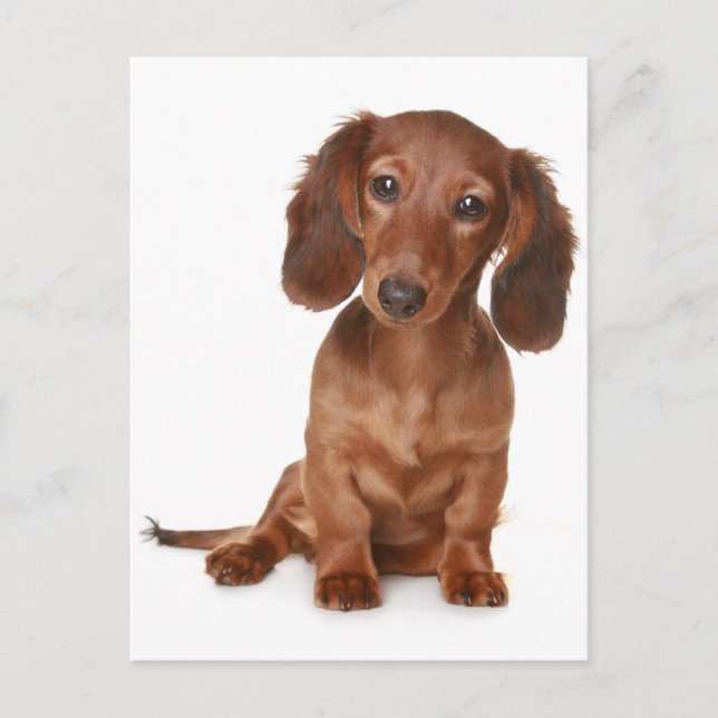 Postal en blanco del perro de cachorro de Dachshun (Anverso)