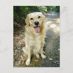 Postal en blanco del perro de los cachorros de Gol
