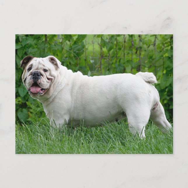 Postal en blanco del perro del Bulldog inglés (Anverso)