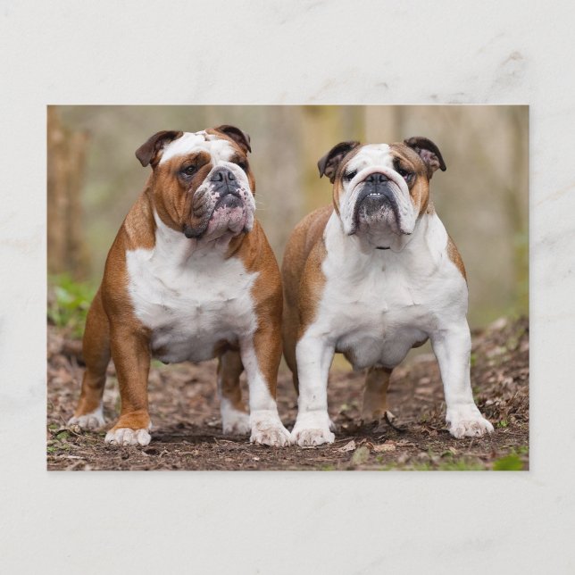 Postal en blanco del perro del Bulldog inglés (Anverso)