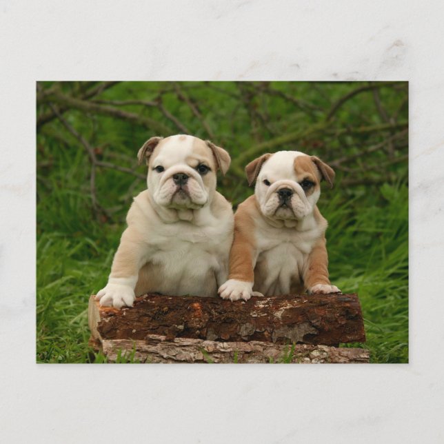 Postal en blanco del perro del Bulldog inglés (Anverso)