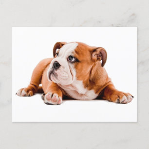 Postal en blanco del perro del Bulldog inglés