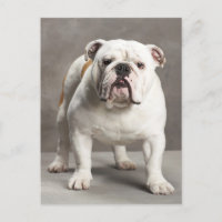 Postal en blanco del perro del Bulldog inglés