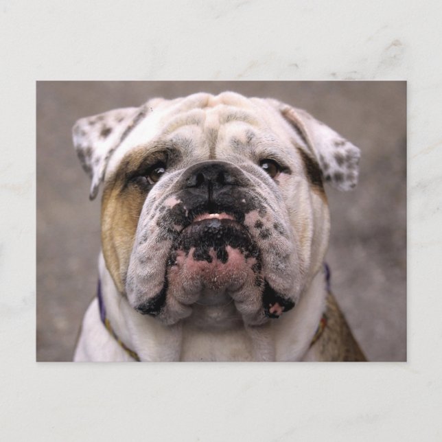 Postal en blanco del perro del Bulldog inglés (Anverso)