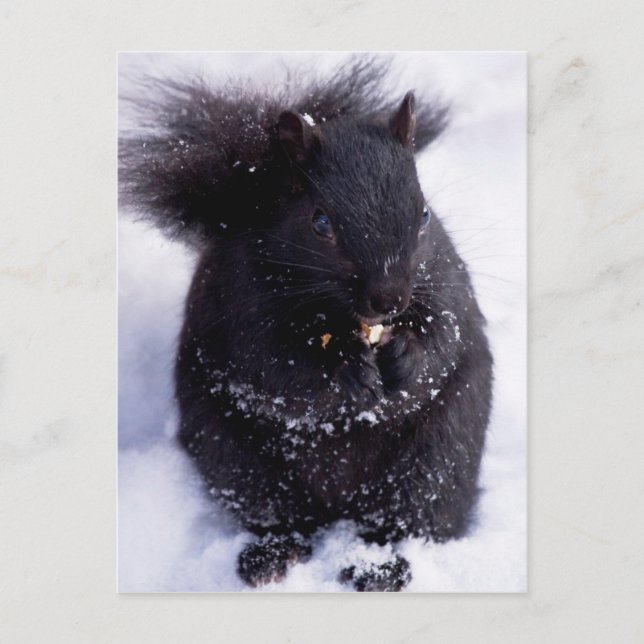 Postal en blanco y negro (Anverso)