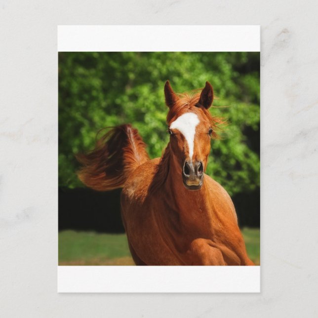 Postal En carrera (Anverso)