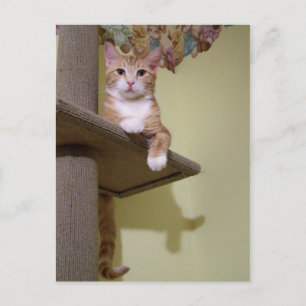 Postal en el árbol del gato