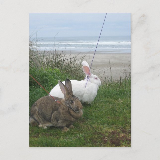 Postal En el Beach Postcard (Anverso)