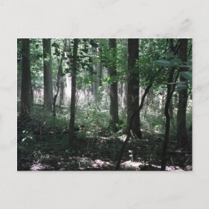 Postal En el bosque