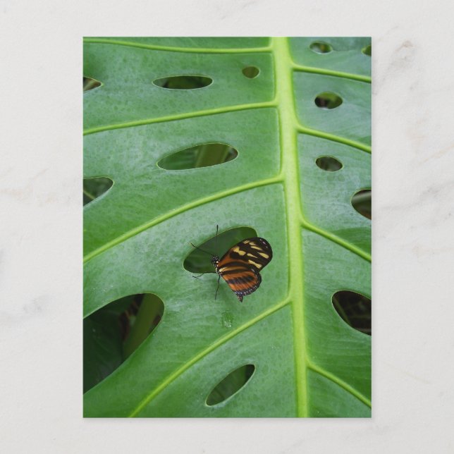 Postal En el campo (Anverso)