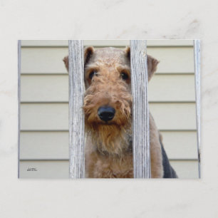 Postal "En el Doghouse"