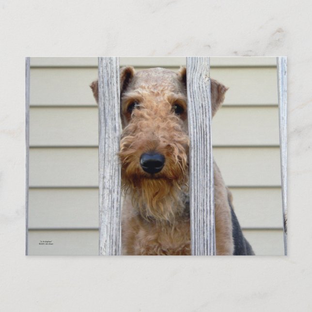 Postal "En el Doghouse" (Anverso)