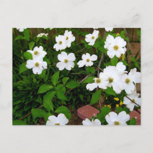 Postal En el jardín ~ Flores de dogwood