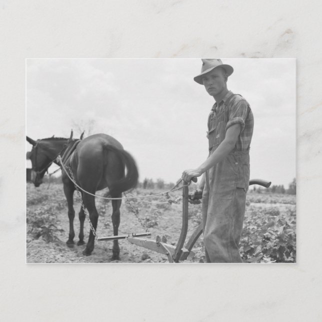 Postal En el trabajo en el algodón (Anverso)