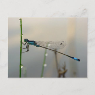 Postal En espera, macro de la mosca azul de Damselfly
