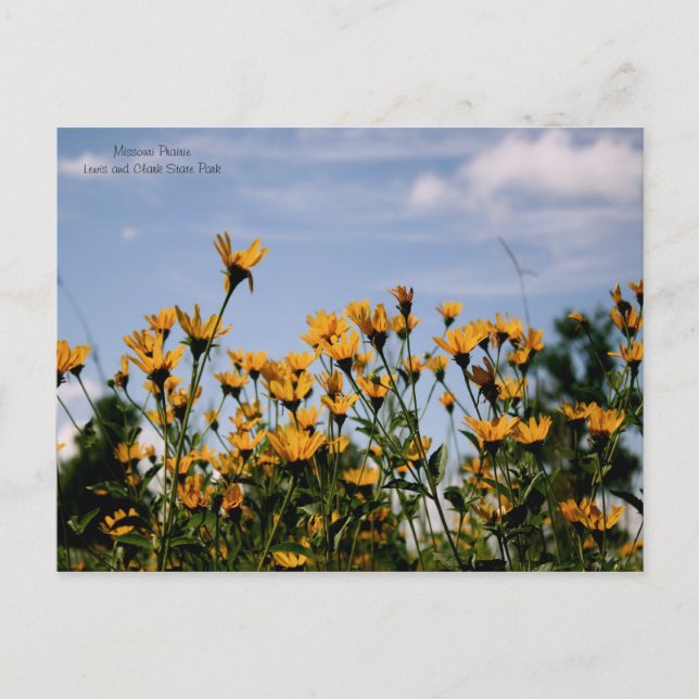 Postal En la pradera, pradera de Missouri (Anverso)