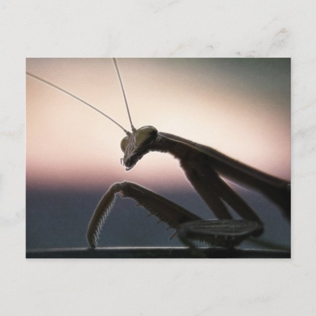Postal En la silueta - mantis religiosa (Anverso)