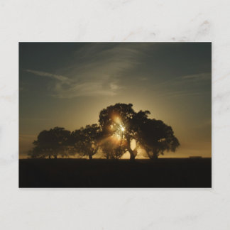 Postal En las mañanas como esta