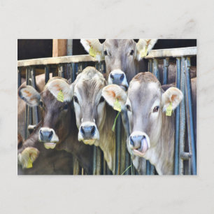 Postal En Las Vacas De La Granja