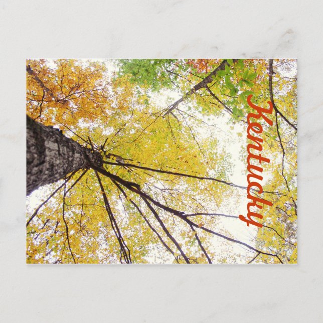 Postal En los árboles de JerseyFawn (Anverso)