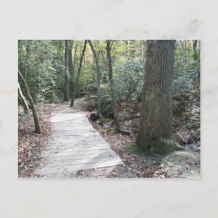 Postal En los bosques