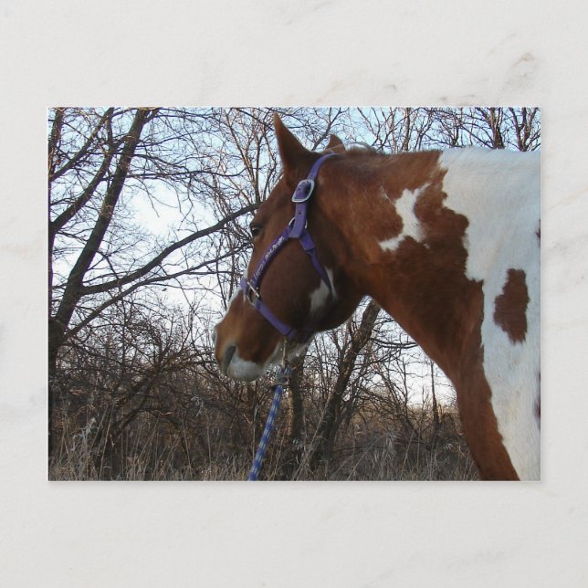 Postal En los bosques que miro (Anverso)