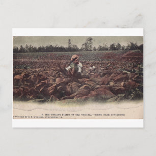 Postal En los campos de tabaco de la vieja Virginia