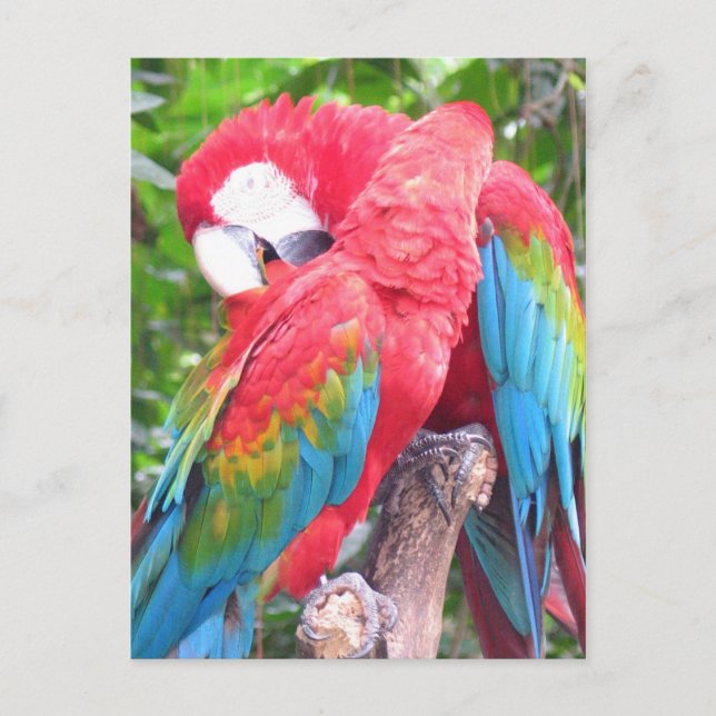 Postal En los loros de amor (Anverso)
