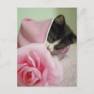 Postal en muñeca blanda Kitten