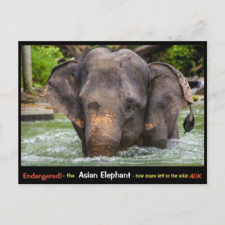 Postal En peligro de extinción: todo sobre el elefante as