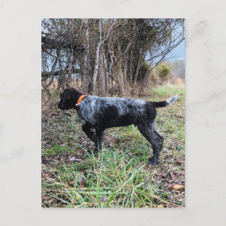 Postal En perrito del punto