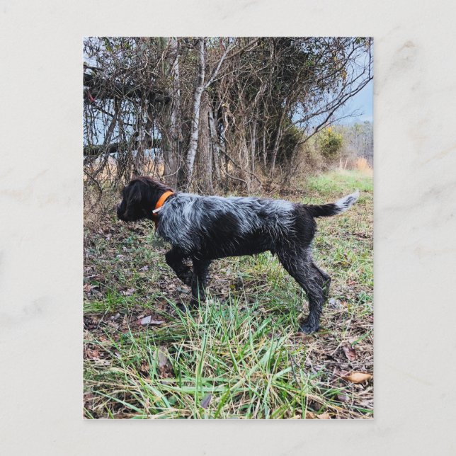 Postal En perrito del punto (Anverso)