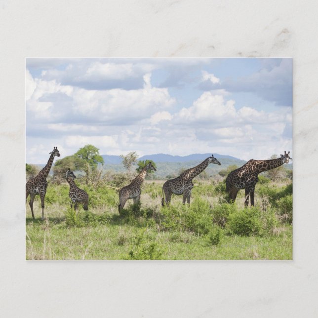 Postal En safari en el Parque Nacional Mikumi en Tanzania (Anverso)