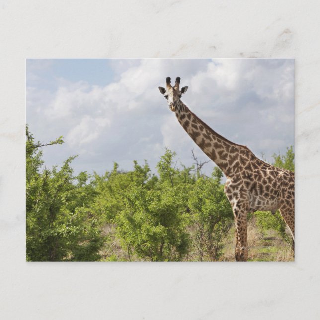 Postal En safari en Tanzania, África. 2 (Anverso)