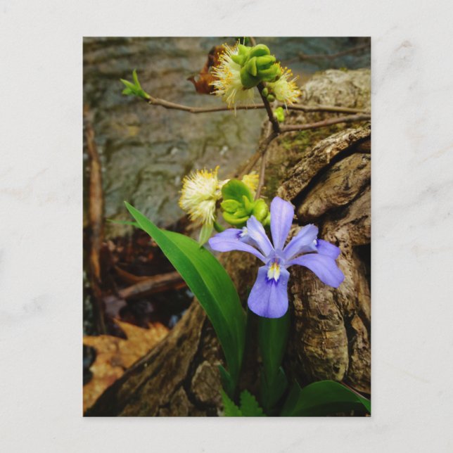 Postal Enanos enanos Iris flor azul morada blanca (Anverso)