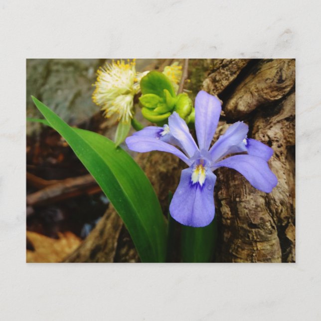 Postal Enanos enanos Iris flor azul morada blanca (Anverso)