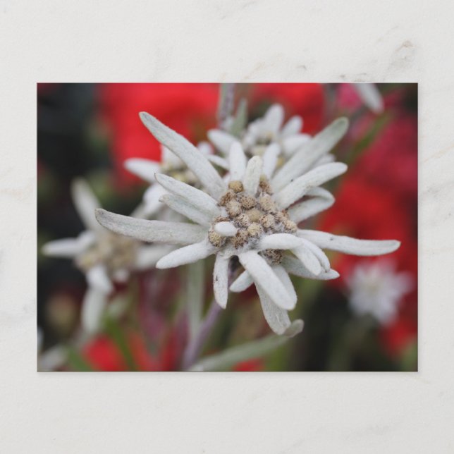Postal Encantador Edelweiss Leontopodium nivale (Anverso)