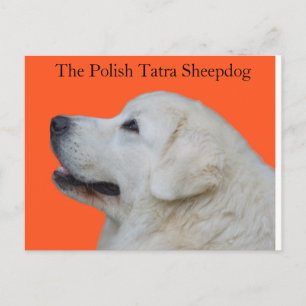 Postal Encantador jefe del perro pastor polaco Tatra en p