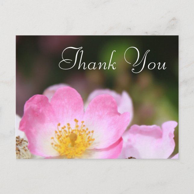 Postal encantadora flor de rosa silvestre rosa rosa de bo (Anverso)